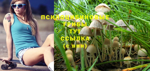 прущие грибы Баксан